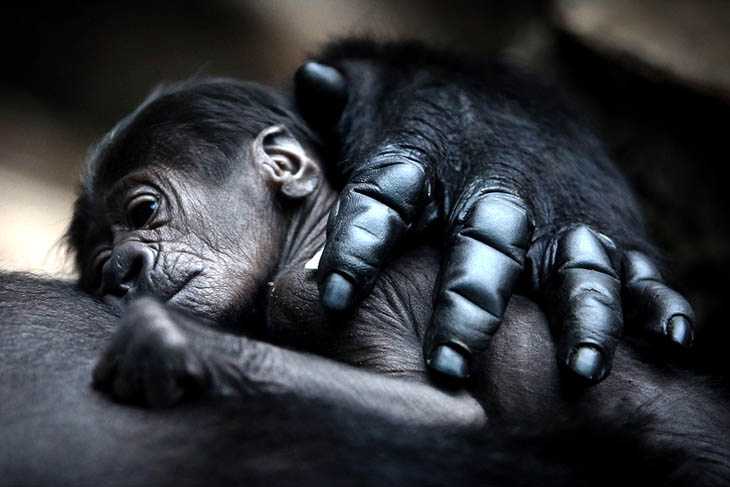 Animals With Their Sweet Little Babies