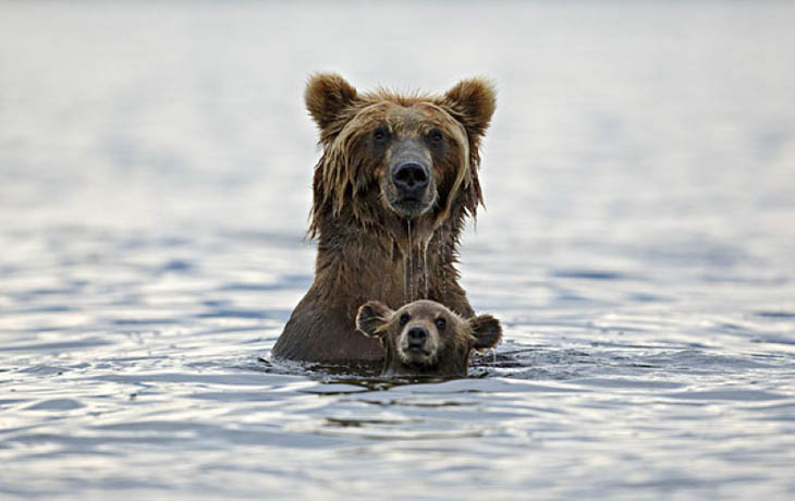 Animals With Their Sweet Little Babies