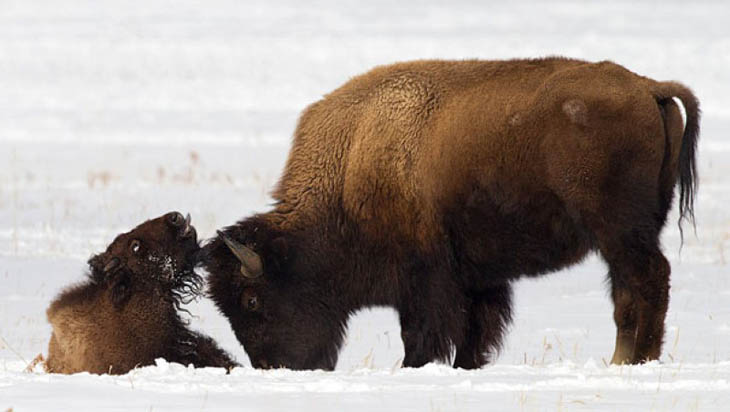 Animals With Their Sweet Little Babies