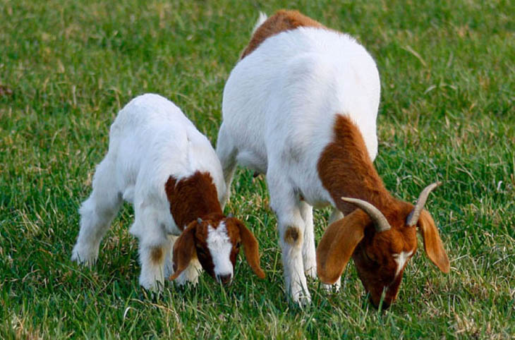 Animals With Their Sweet Little Babies