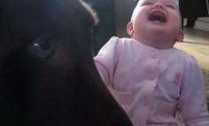 This Is What Happens When You Leave A Baby With A Dog… You Will Die Laughing!