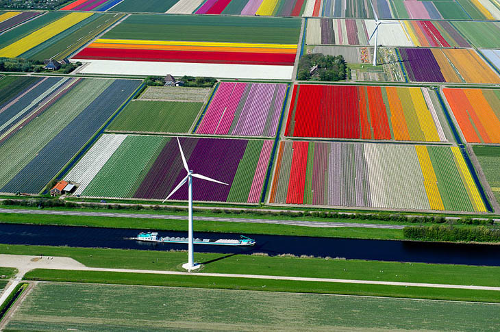 Tulip Fields, The Netherlands