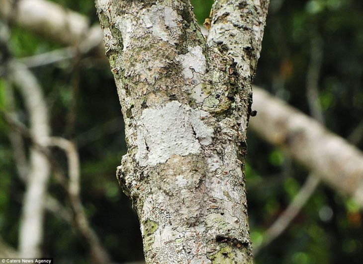 Camouflaged Animals