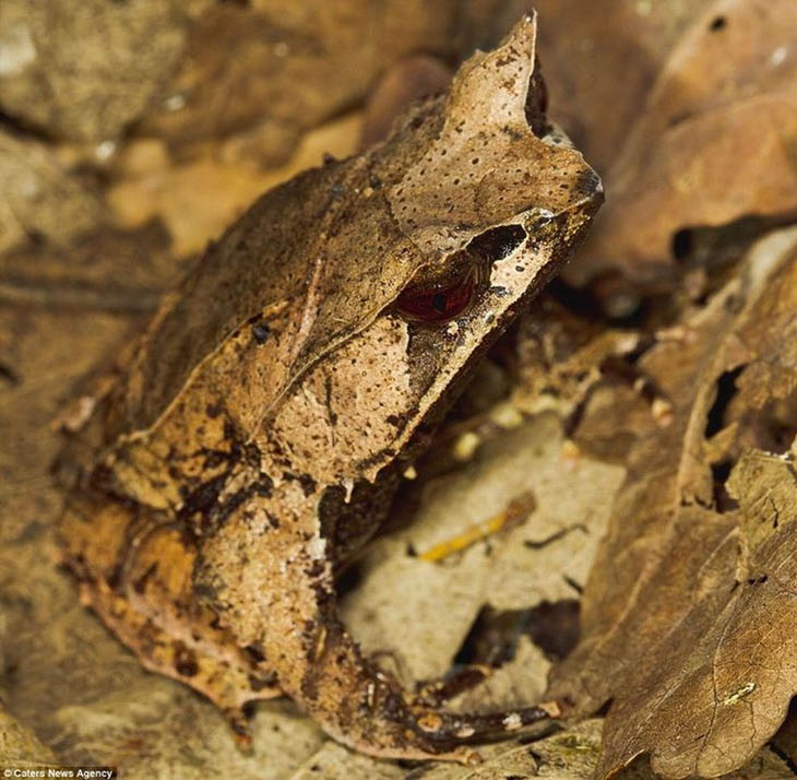 Camouflaged Animals