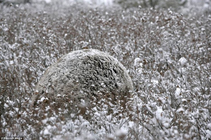 Camouflaged Animals