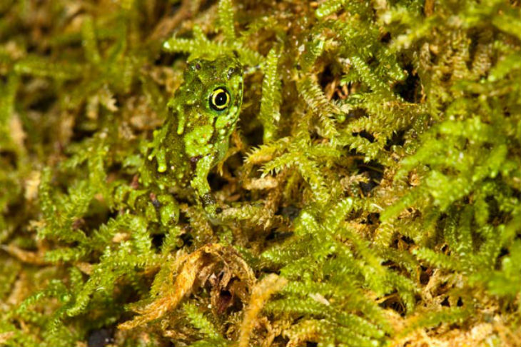 Camouflaged Animals