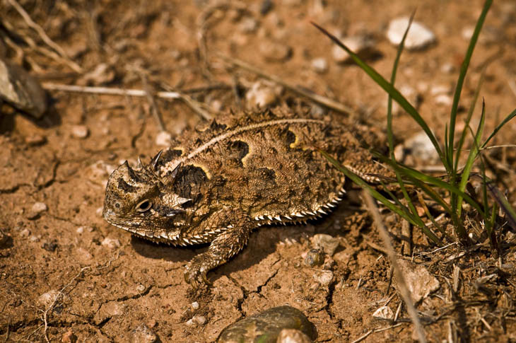 Camouflaged Animals