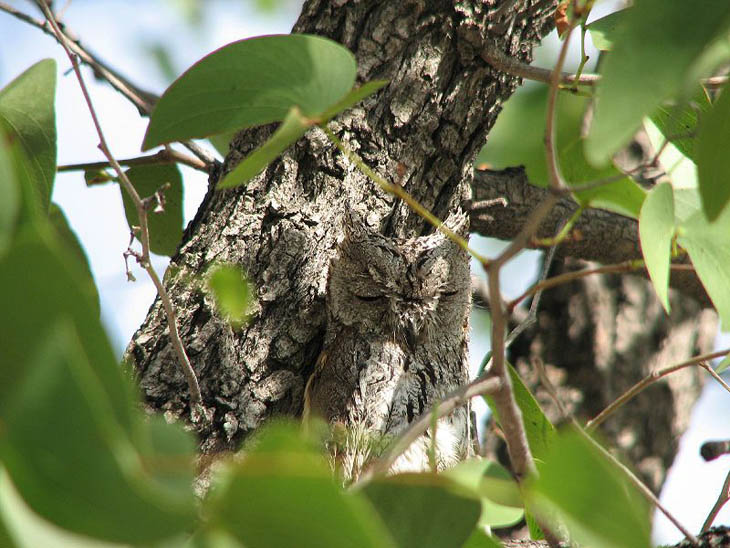 Camouflaged Animals