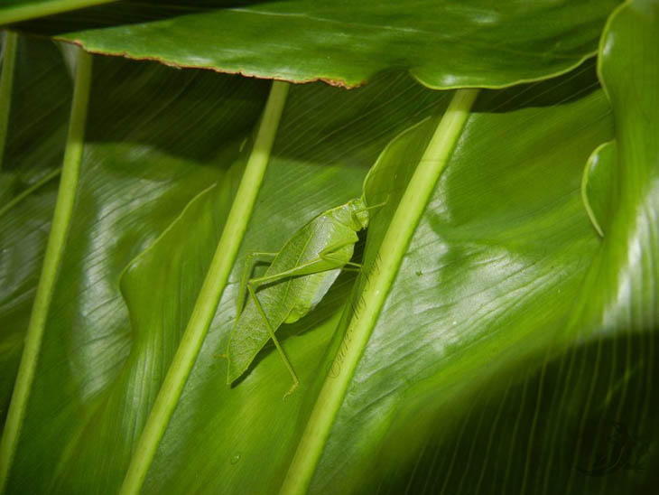 Camouflaged Animals