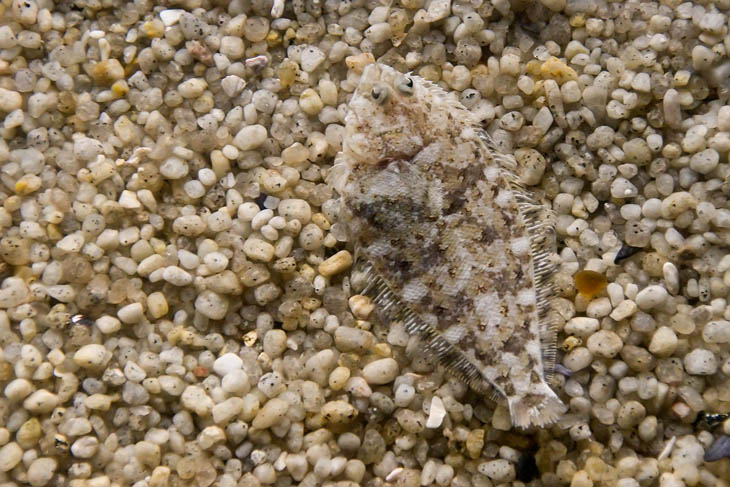 Camouflaged Animals