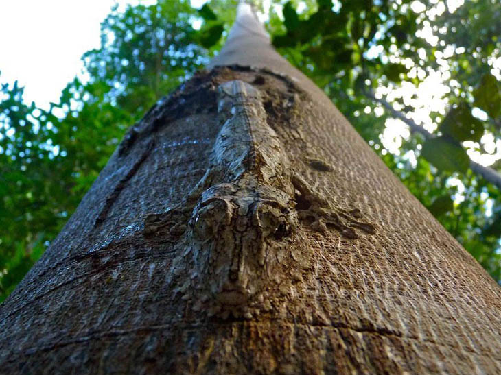 Camouflaged Animals