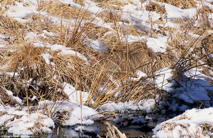 Camouflaged Animals