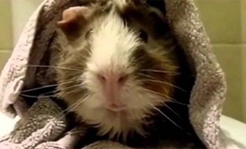 This Is How A Guinea Pig Gives An Interview! I Can’t Stop Laughing! It’s HILARIOUS!
