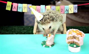 A Tiny Birthday Party For A Tiny Hedgehog And His Two Tiny Hamster Friends. So Cute It Hurts!!