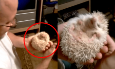 A Man Tickles His Hedgehog – And Something INCREDIBLE Happens!