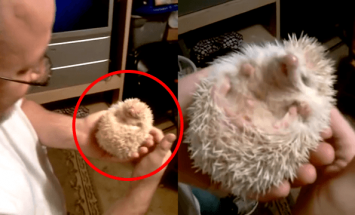 A Man Tickles His Hedgehog – And Something INCREDIBLE Happens!