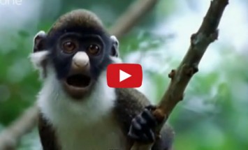 This Is Simply The Most Hilarious Animal Video You’ll Ever See!