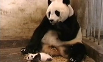 Baby Pandas Are Cute, Until They Sneeze. 0:11 Is Hilarious!!!