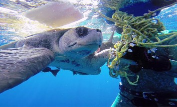 Diver Rescued A Sea Turtle Tangled In A Rope. Breathtaking!