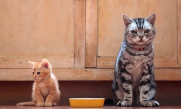 This Old Cat Teaches A VERY Valuable Cat Lesson To A Young Kitten. This is Hysterical!