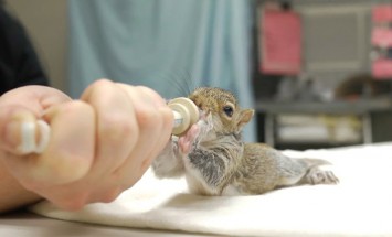 This Eating Baby Squirrel Will Steal Your Heart And Melt It At 0:22! Too Cute!