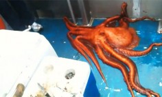 You Won’t Believe What This Big Octopus Can Do Through A Tiny Hole.