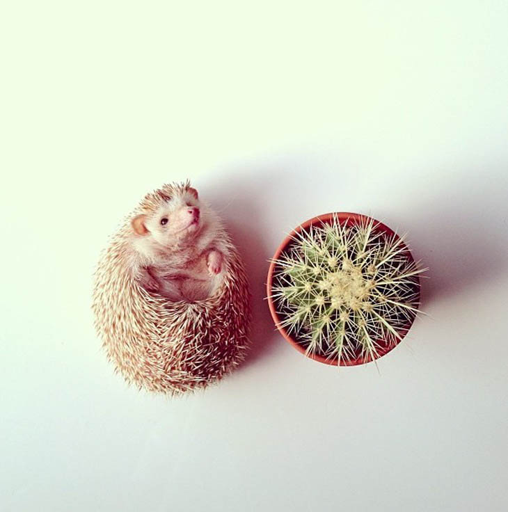 Cute Hedgehogs