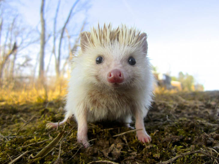 Cute Hedgehogs