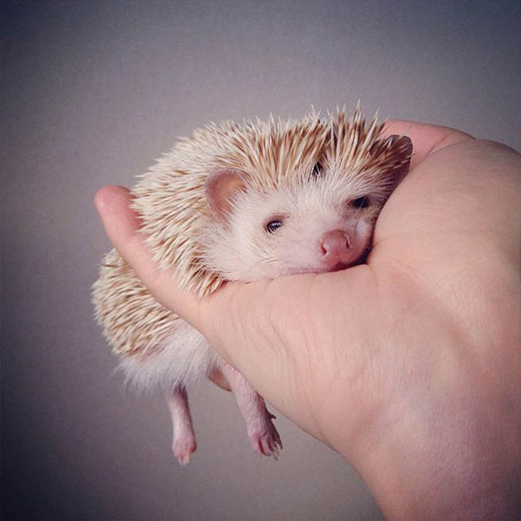 Cute Hedgehogs