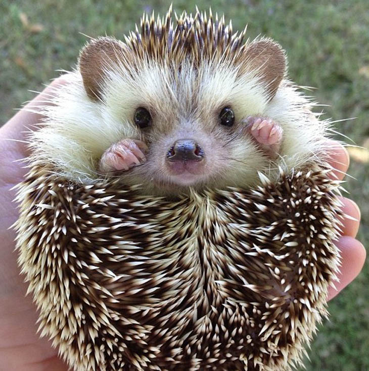 Cute Hedgehogs