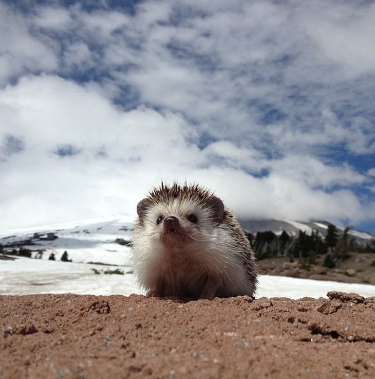 Cute Hedgehogs