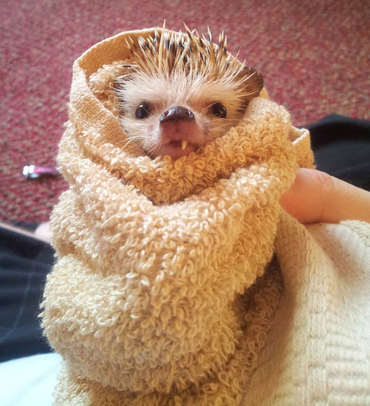 Cute Hedgehogs