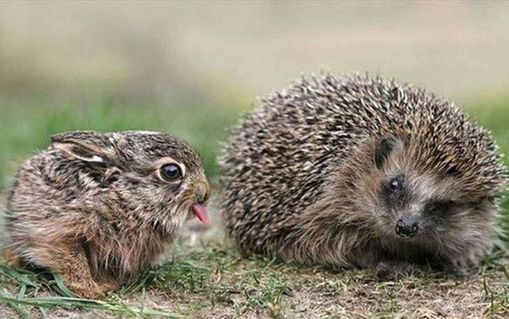 Cute Hedgehogs