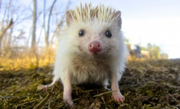 30 Cute Hedgehogs That Will Make You Say WOW! #11 Is Cuteness Overload!