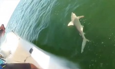 A Guy Caught A Shark While Fishing, What Happens Next Will Make Your Jaw Drop.