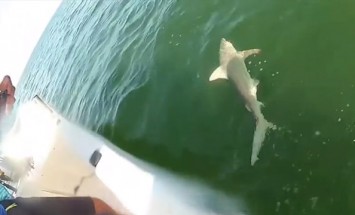 A Guy Caught A Shark While Fishing, What Happens Next Will Make Your Jaw Drop.