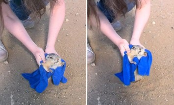This Gopher Stuck In It’s Hole Because He Ate Too Much. It’s Hysterical!