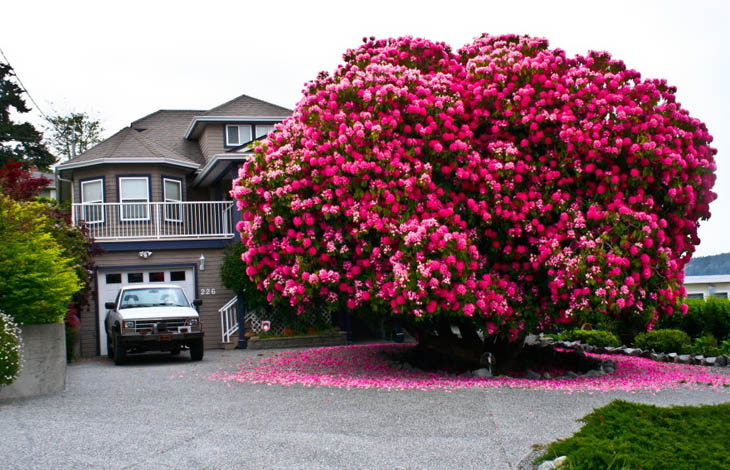Incredible Trees - Incredible Trees - Rhododendron Tree In Canada