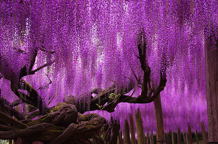 Wisteria (144+ Year Old), Japan