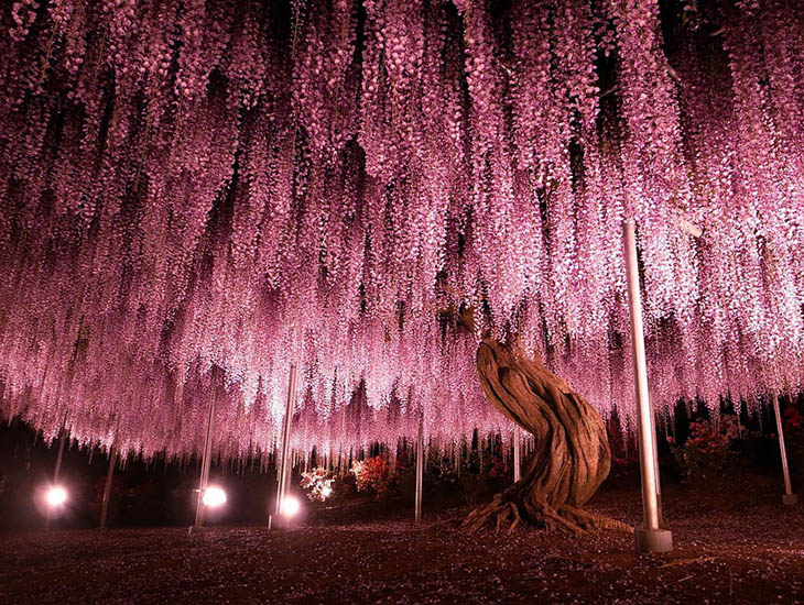 Incredible Trees - Wisteria (144+ Year Old), Japan