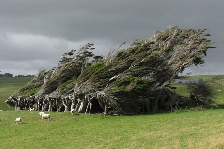 Wind-Swept Trees, New Zealand