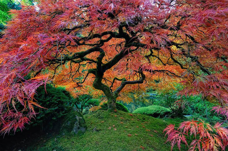 Incredible Trees - Japanese Maple, Portland, Oregon