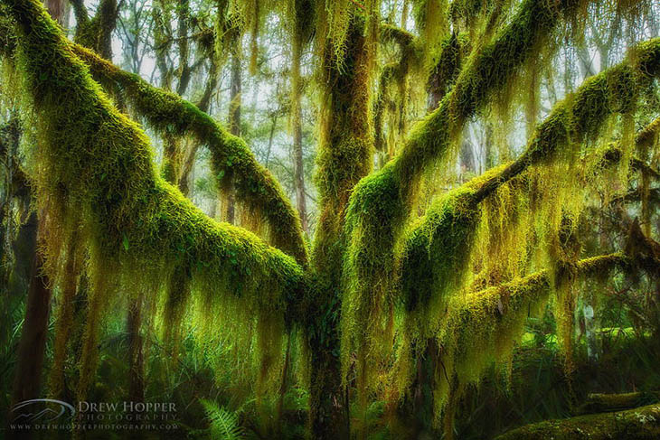 Antarctic Beech Draped, Hanging Moss In Oregon