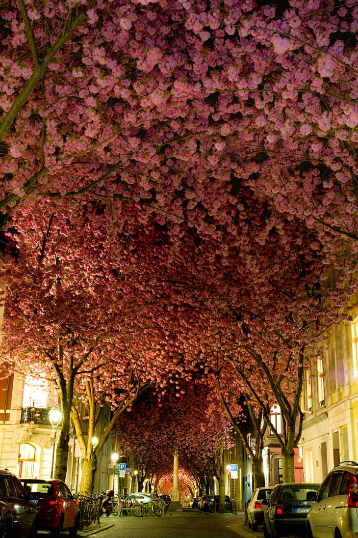 Blooming Cherry Trees, Bonn, Germany
