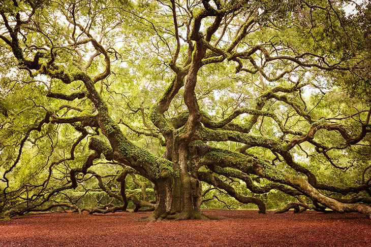 Angel Oak, John’s Island In South Carolina