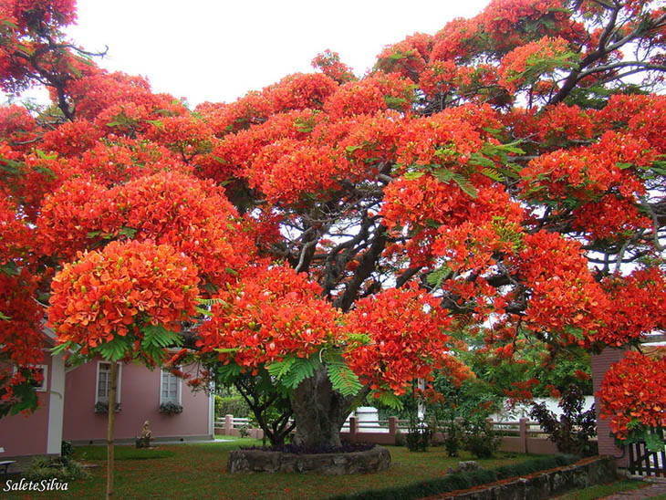 Incredible Trees - Flamboyant Tree, Brazil