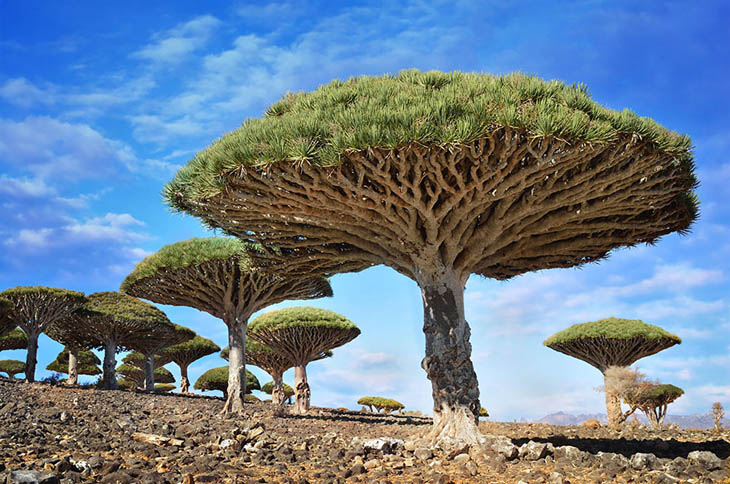 Dragonblood Trees, Yemen