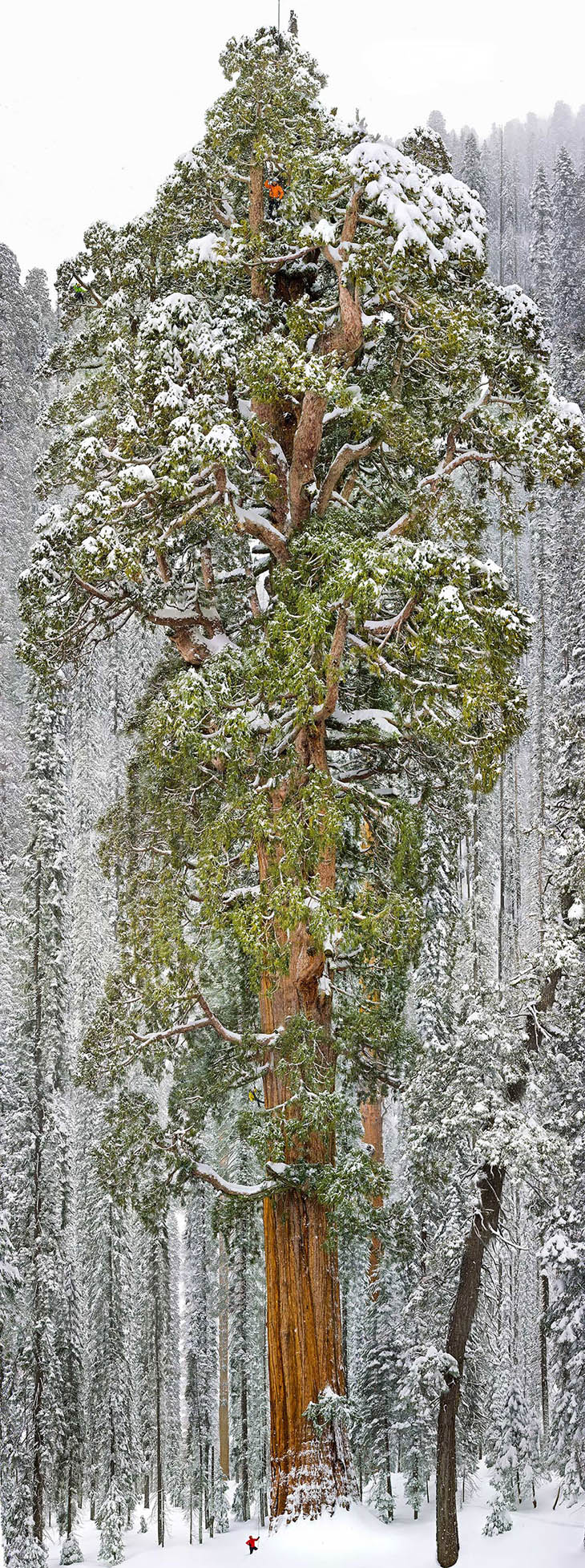 The President (Third-Largest Giant Sequoia Tree In The World), California