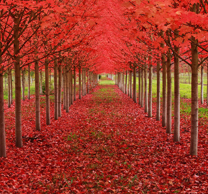 Incredible Trees - Maple Tree Tunnel in Oregon