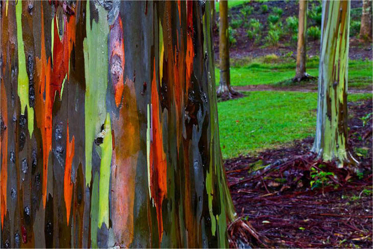 Rainbow Eucalyptus In Kauai, Hawaii